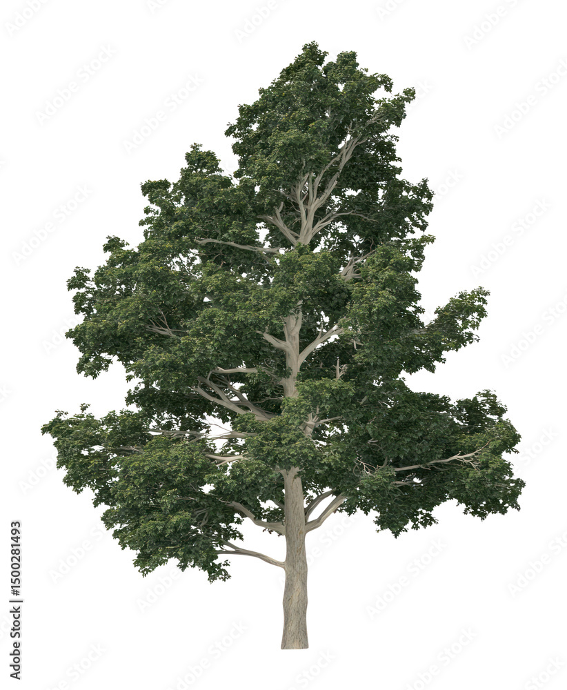 Naklejka premium PNG Real big chestnut tree illustration silhouette botanical.