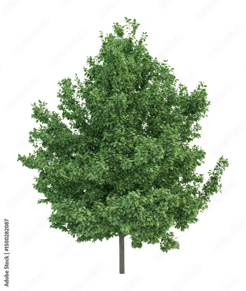 Fototapeta premium PNG Real green big tree background isolated illustration.