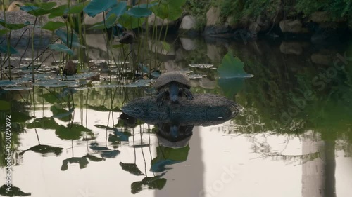 A big turtle is peacefully sitting on a rock in a quiet lotus pond of the garden of Erawan museum in Bangkok, Thailand