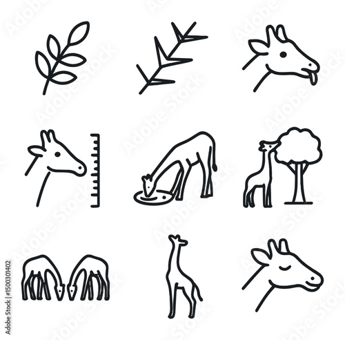 Giraffe Feeding Icon Set. Outline icon set of giraffe feeding behaviors: acacia leaf, thorn branch, tongue extended, browse height
