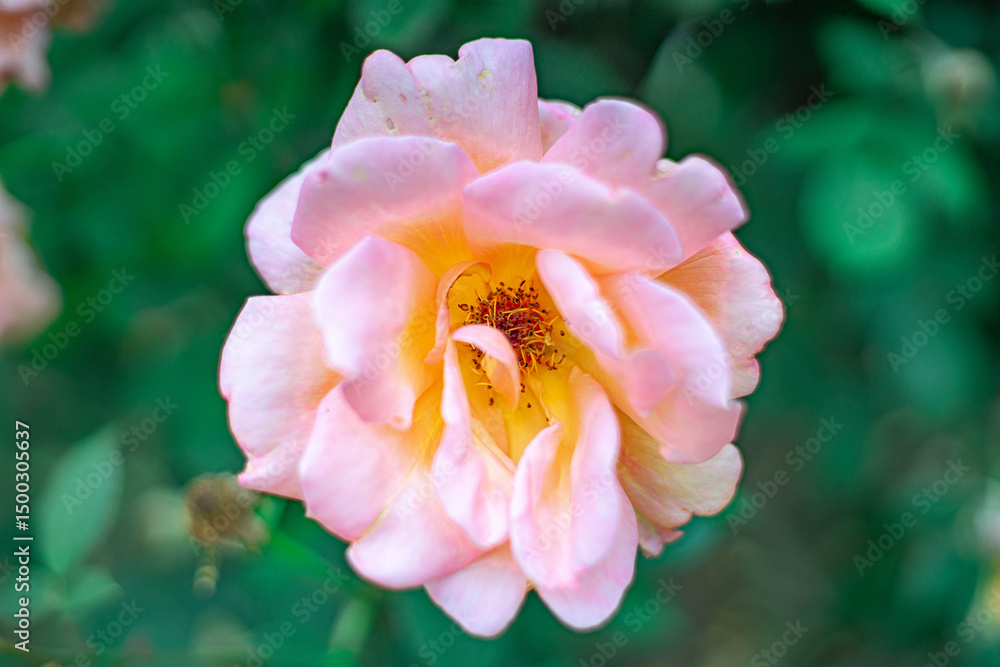 Fototapeta premium オレンジのバラ