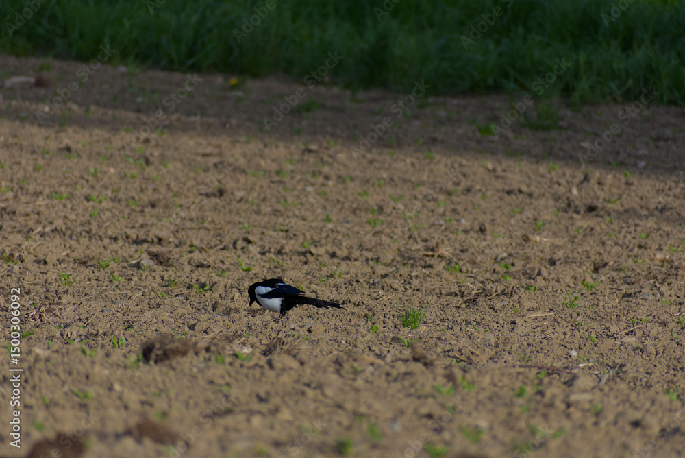 Fototapeta premium A striking Eurasian Magpie stands on a freshly plowed field, its black-and-white plumage contrasting against the earthy tones. Small green sprouts emerge, adding a touch of life to the scene.