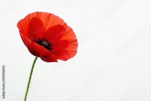Striking red poppy against pristine white backdrop, artistic, vibrant, botanical