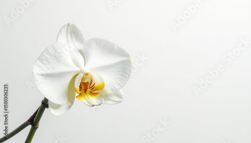 Delicate white orchid blossom on pure white backdrop, macro, serenity