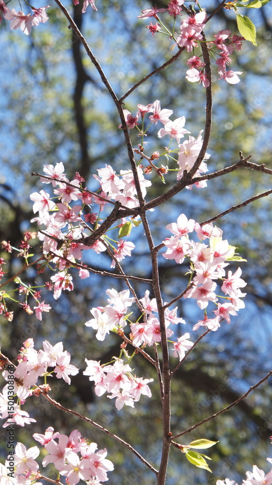 Obraz premium pink cherry blossom