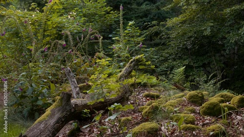 Gefallener Baumstamm zwischen moosbewachsenen Steinen, Farnen und jungem Grün; violetter Fingerhut erhebt sich im Halbschatten des Sommerwaldes – urwüchsige, stille Waldnatur.