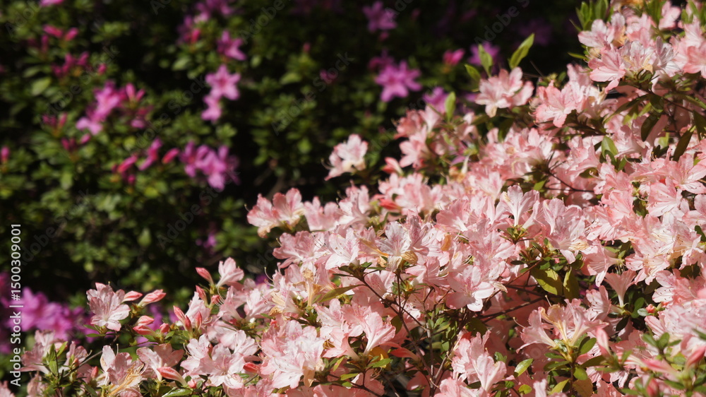 Obraz premium pink flowers in spring