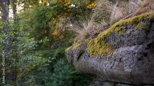 Ein wild bewachsener Sandsteinfelsen erhebt sich am Waldrand. Zartes, trockenes Gras wächst direkt auf dem Fels, vom Wind bewegt, umgeben von Moos und Flechten.