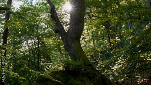 Ein Baum erhebt sich aus einem bemoosten Felsblock, das Sonnenlicht bricht sternförmig durch seine Krone.