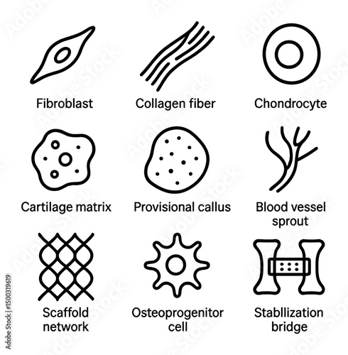Soft Callus Icons. Outline icon set of soft callus formation: fibroblast, collagen fiber, chondrocyte, cartilage matrix,