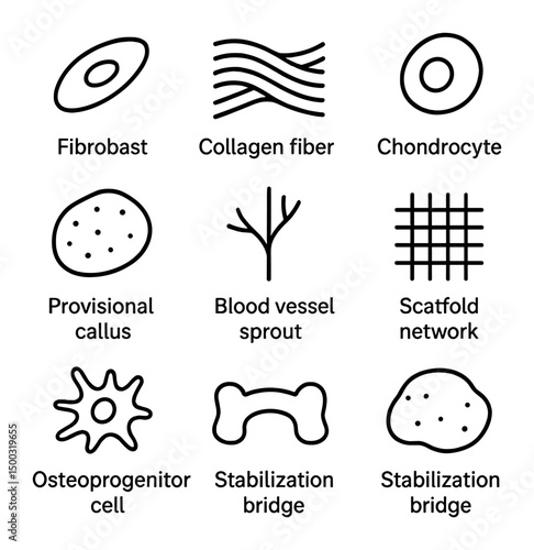Soft Callus Icons. Outline icon set of soft callus formation: fibroblast, collagen fiber, chondrocyte, cartilage matrix,