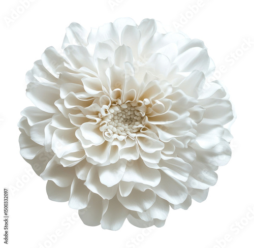 Wallpaper Mural PNG A white daisy flower dahlia petals floral. Torontodigital.ca