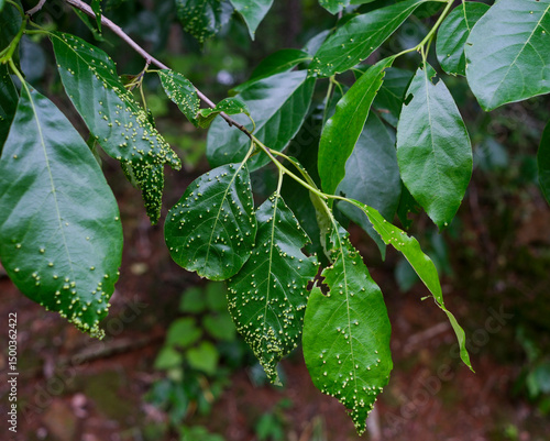 Black Tupelo with galls