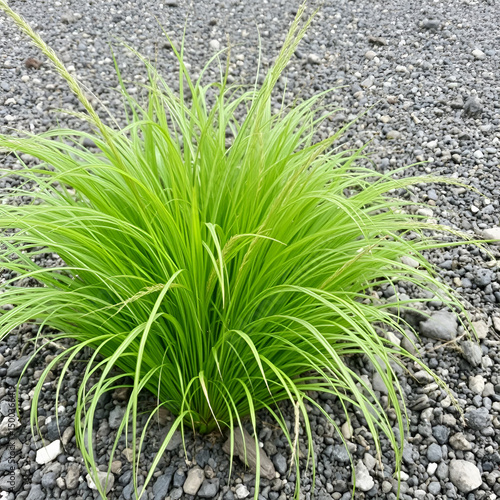 Teki Ladang Grass (Cyperus rotundus) that grows on gravelly soil. This grass is difficult to control because it is very adaptive to various environmental conditions.