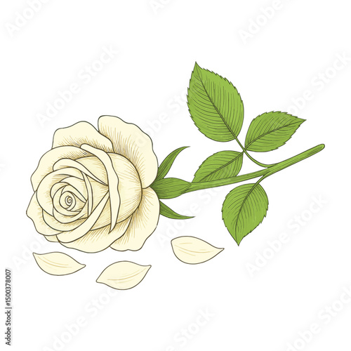 Fallen White Rose Vector – Delicate Flower with Dropped Petals