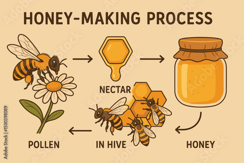 Honey-making process illustrated with bees, flowers, and honey jar  