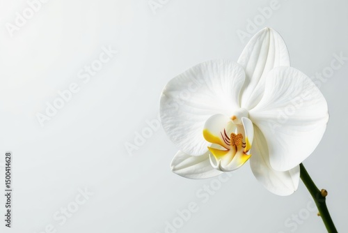 Delicate white orchid blossom against pure white background, delicate, soft, fragile