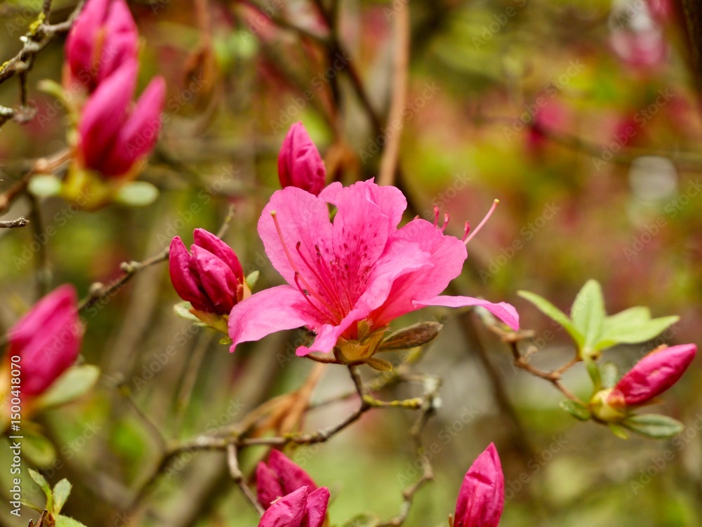 Azaleas cultivars are flowering shrubs in the genus Rhododendron, particularly the former sections Tsutsusi (evergreen) and Pentanthera (deciduous). Central Alps, Varallo, Italy Azaleas cultivars are flowering shrubs in the genus Rhododendron, particularly the former sections Tsutsusi (evergreen) and Pentanthera (deciduous). Central Alps, Varallo, Italy