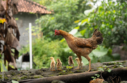 The chicken is looking for food with her chicks in the garden 2
