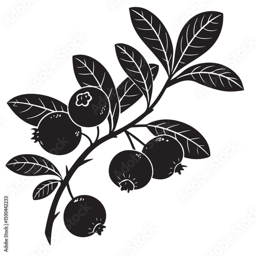 Cranberry vector shilhutte image