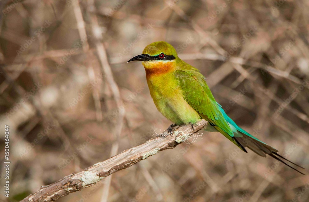 Beautiful Birds in Nature in Sri Lanka Beautiful Birds in Nature in Sri Lanka