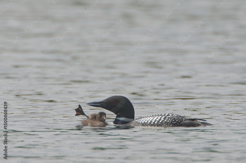 Fototapeta premium Common Loon parent and chick doing foot waggle