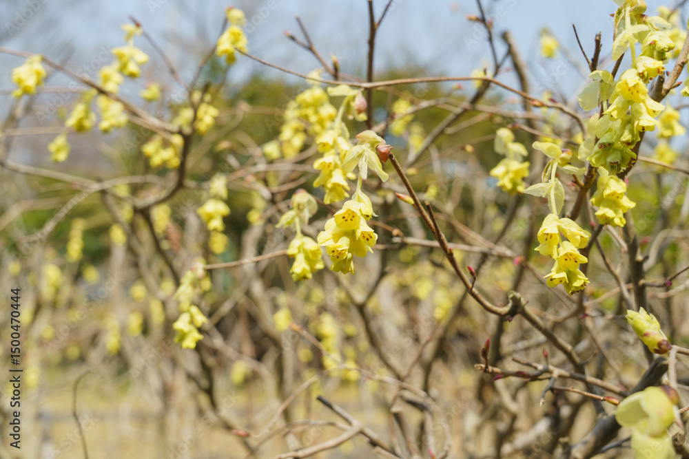 Obraz premium 春に咲くトサミズキの花