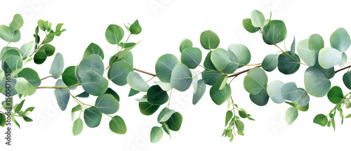 Eucalyptus Branches With Green Leaves. Minimalist, Organic Foliage, Isolated On white