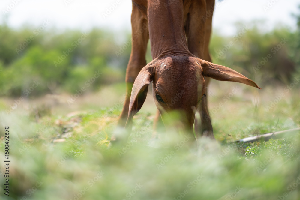 Fototapeta premium Cows are eating grass, nature background