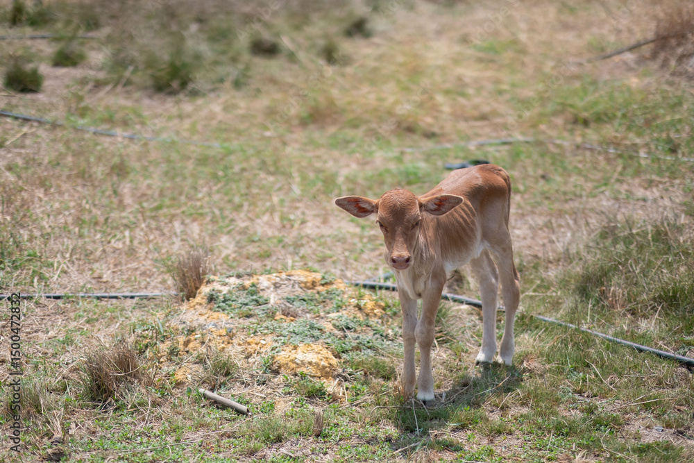 Obraz premium Cows are eating grass, nature background