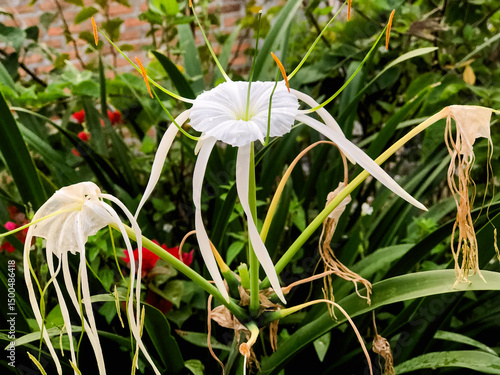 Hymenocallis littoralis or water lily is a species of plant in the Amaryllidaceae family