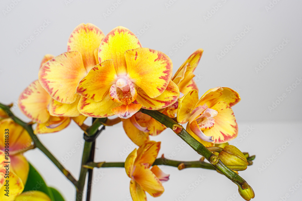 Fototapeta premium Yellow orchid phalaenopsis on white background. Limpopo Orchid