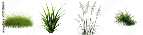 Various Natural Grass Blades and Clusters in Different Textures and Colors