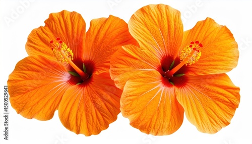 Wallpaper Mural Two Orange Hibiscus Flowers. Torontodigital.ca