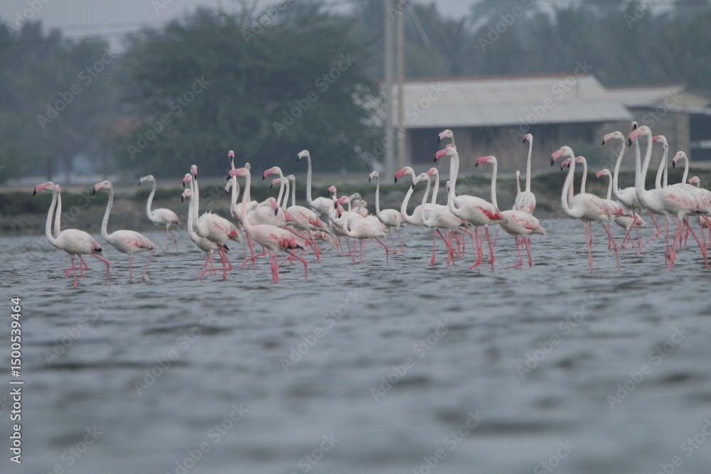Naklejka premium Flemingoes in Saltans in Mannar, Sri Lanka 