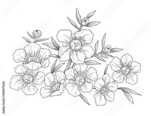 Manuka kanuka flower set botanical sketch illustration	