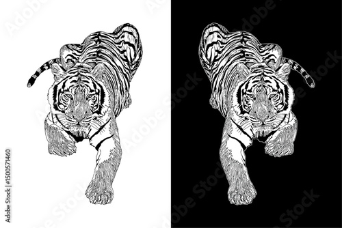 Hand drawn vector illustration of a tiger in stalking pose
