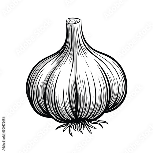 Hand Drawn Garlic Bulb Illustration in Black and White Style