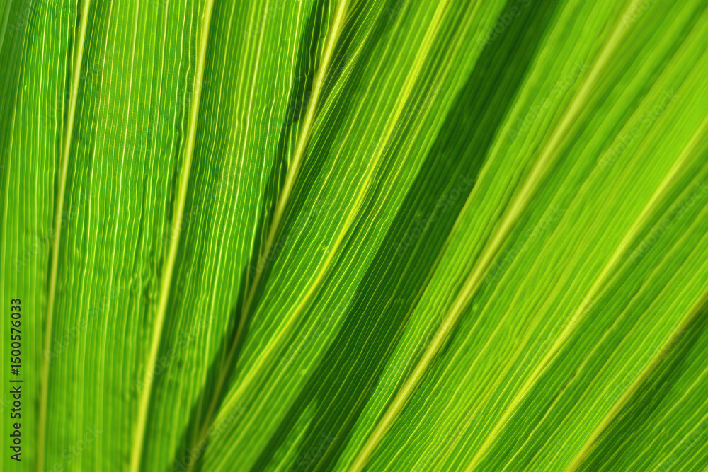 Plano detalle de hojas de palma verde. Fondo abstracto de naturaleza. Plano detalle de hojas de palma verde. Fondo abstracto de naturaleza.