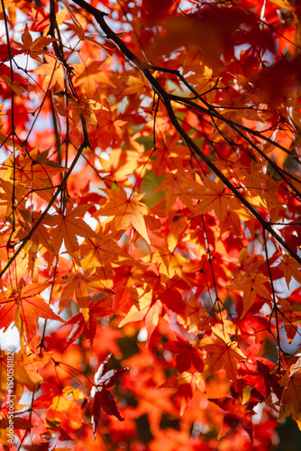 red maple leaves