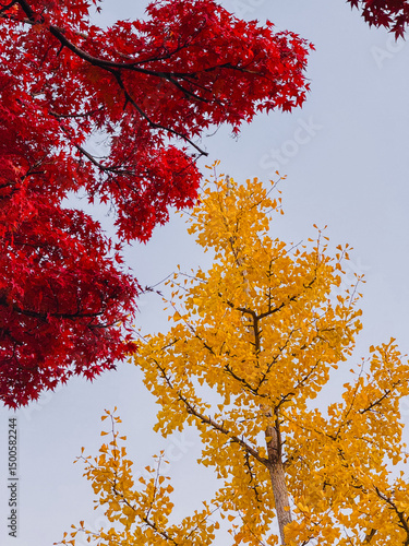 red autumn leaves
