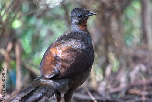 Superb Lyrebird closeup in soft lighting.