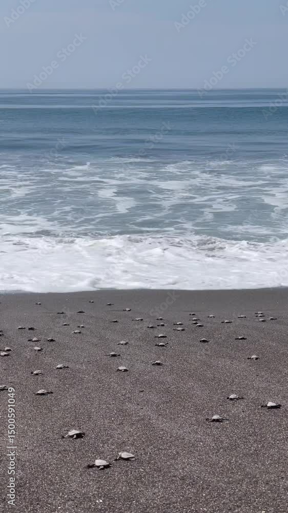 Sea turtle hatchlings finally reach the shoreline, meeting the waves for the first time. A touching moment of new life on the Pacific coast of Guatemala. Sea turtle hatchlings finally reach the shoreline, meeting the waves for the first time. A touching moment of new life on the Pacific coast of Guatemala.