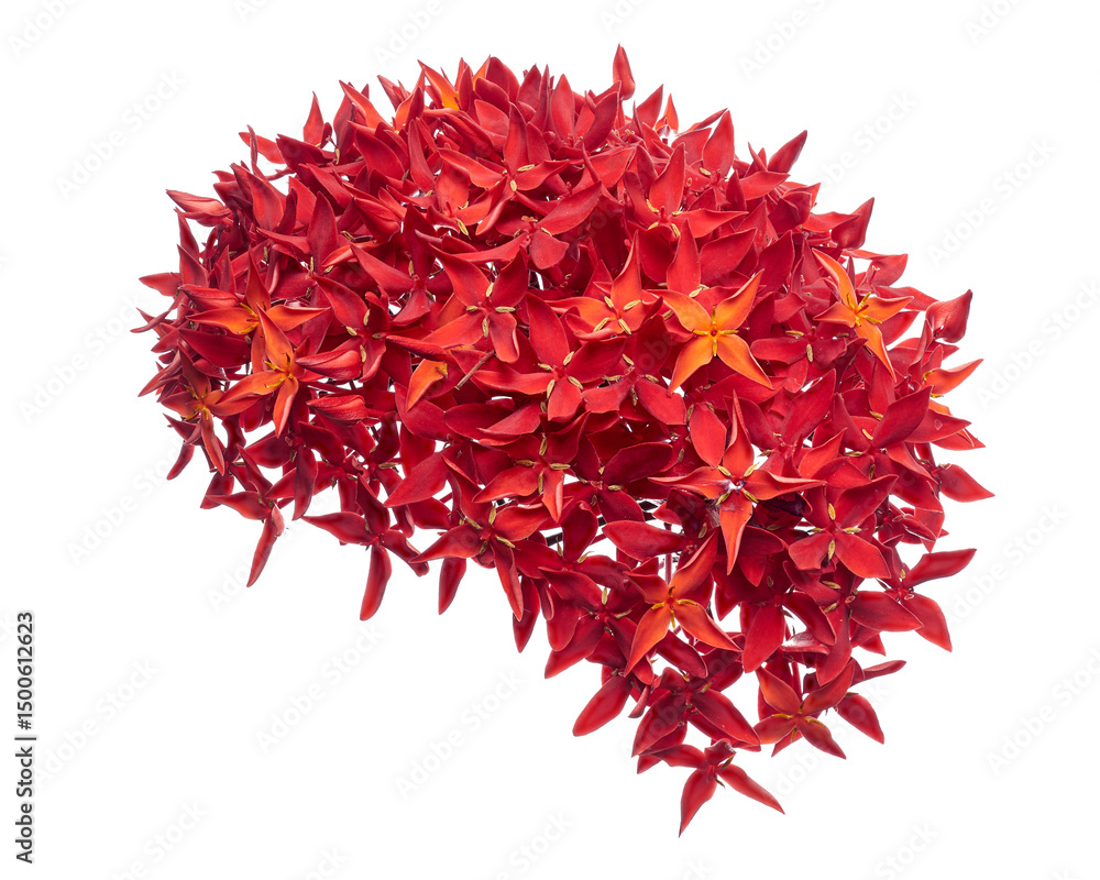 Naklejka premium Ixora coccinea flower, Red ixora with leaves isolated on white background, with clipping path