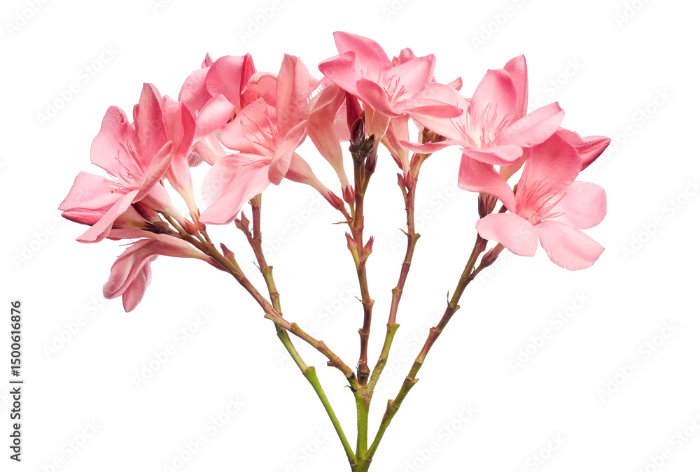Fototapeta premium Nerium oleander, Pink oleander flowers isolated on white background with clipping path 
