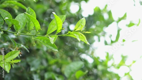 Closeup movement leave with raindrop on rainy day blur green bokeh background, weather forecast and nature fresh air concept copy space for text, 4K high quality video footage