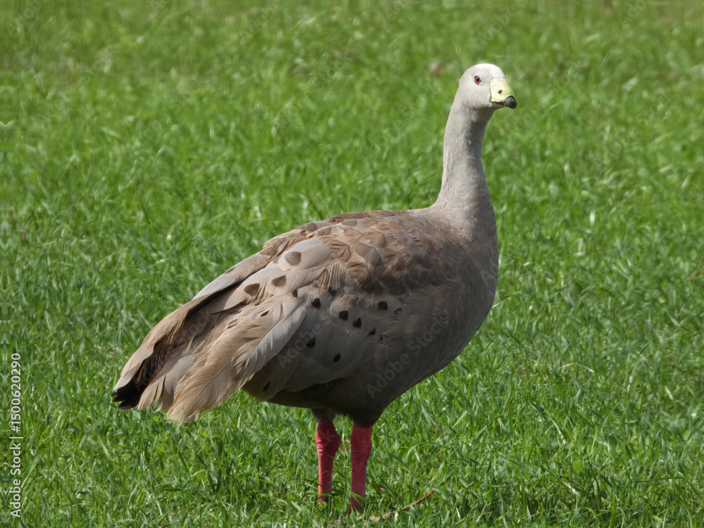 Cape Barren Goose (Cereopsis novaehollandiae) in Australia Cape Barren Goose (Cereopsis novaehollandiae) in Australia