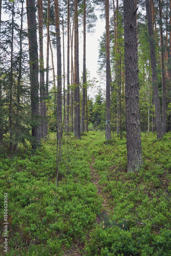 Obraz premium las,leśna ścieżka,wiosna 