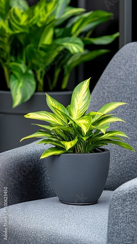 Indoor plant in modern planter