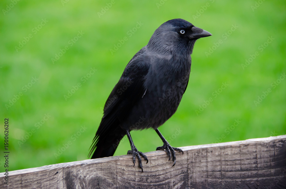 Obraz premium The western jackdaw ( Coloeus monedula ), also known as the Eurasian jackdaw , European jackdaw or simply jackdaw , is a passerine bird in the crow family